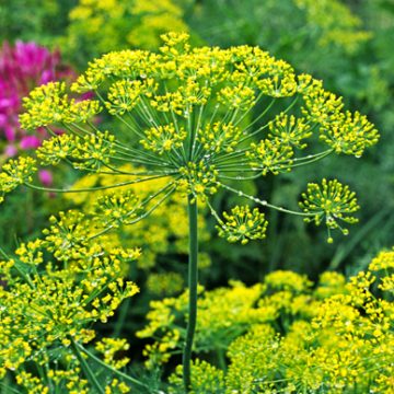 Herb - Dill Bouquet