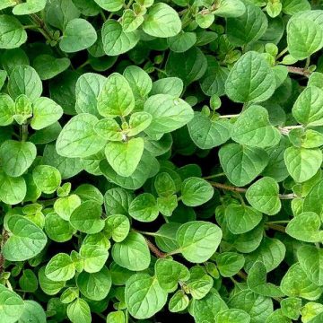 Herb - Oregano Vulgare