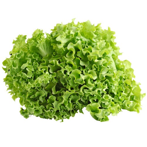 Lettuce – Green Ice – SPS Idaho Inc.