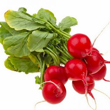 Radish - Scarlet Globe Medium