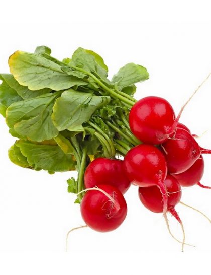 Radish - Scarlet Globe Medium