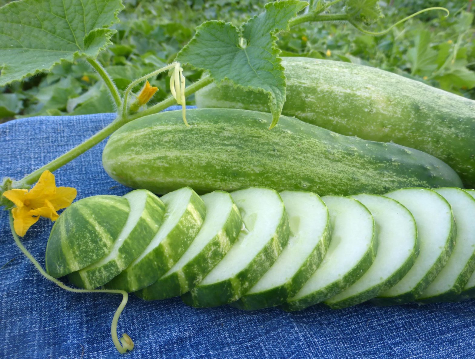 Cucumber Straight Eight SPS Idaho Inc.