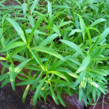 Herb - Tarragon