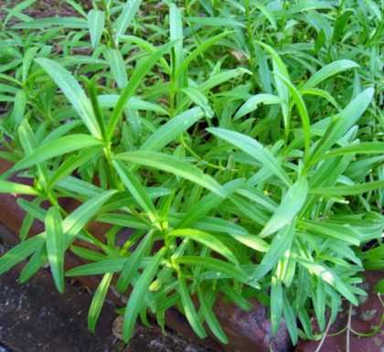 Herb - Tarragon