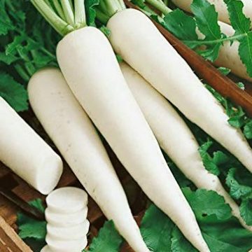 Radish - White Icicle