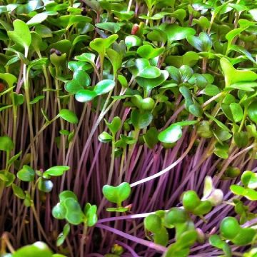 Microgreens