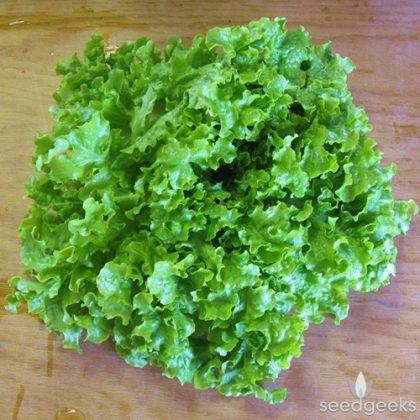 Lettuce - Green Salad Bowl
