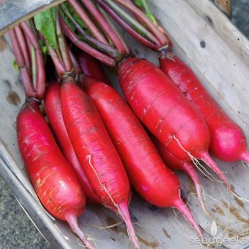 Radish - China Rose